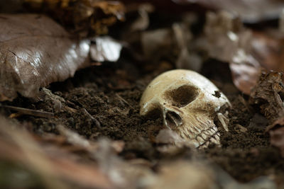 Close-up of mushroom growing on ground