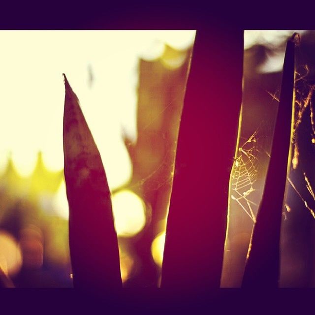 transfer print, close-up, growth, auto post production filter, plant, nature, sunlight, focus on foreground, indoors, beauty in nature, fragility, flower, selective focus, leaf, silhouette, freshness, no people, day, window, home interior