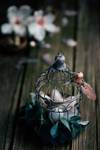 Close-up of bird perching on wood