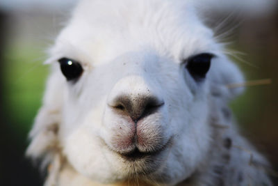 Close-up of a lama