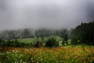 Scenic view of grassy field against sky