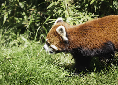 Side view of a red panda on a field