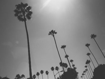 Low angle view of silhouette palm trees against sky