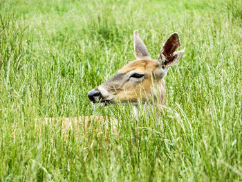 Close-up of giraffe on field