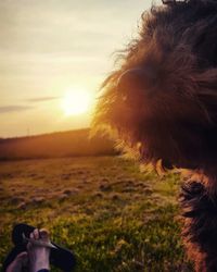 Close-up of dog on landscape against sky during sunset