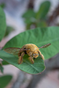 Close-up of insect on leaf