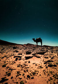 Silhouette camel standing on land against sky at night