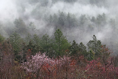 Trees on landscape against sky