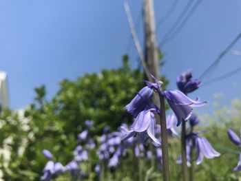 Close-up of purple flowering plant against blue sky