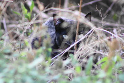 View of a cat on field