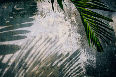 High angle view of palm leaf against plants