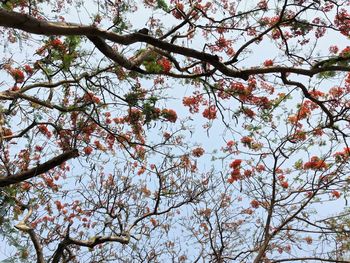 Low angle view of cherry blossoms in spring