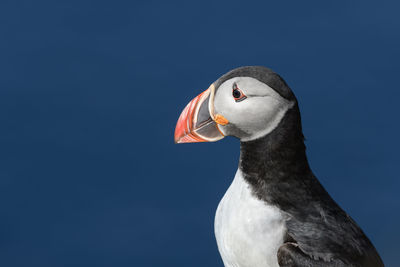 Close-up of swan against clear sky