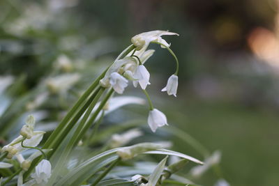 Close-up of white flower