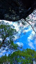 Low angle view of trees against sky