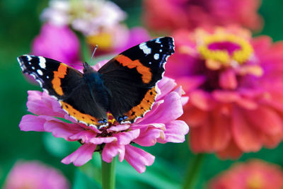 Close-up of butterfly pollinating on flower