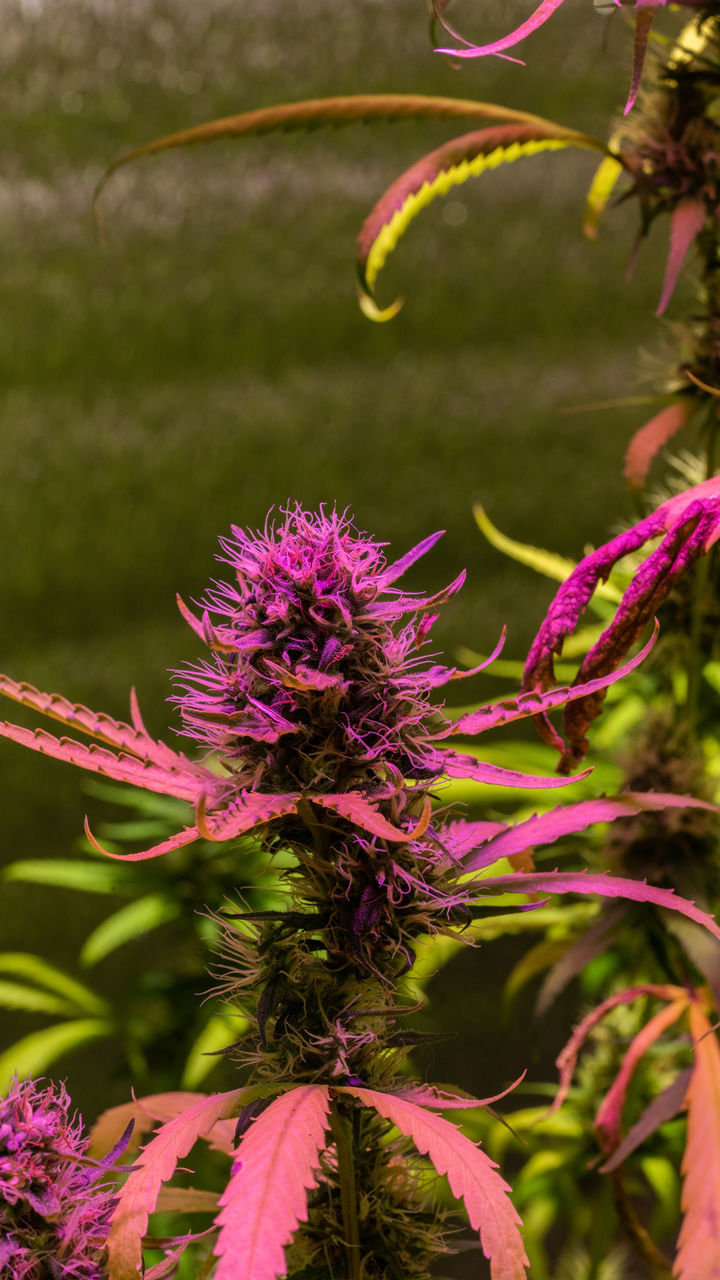 CLOSE-UP OF PURPLE FLOWERING PLANTS