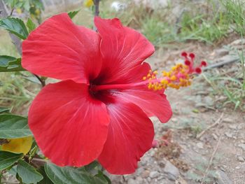 Close-up of red hibiscus blooming outdoors