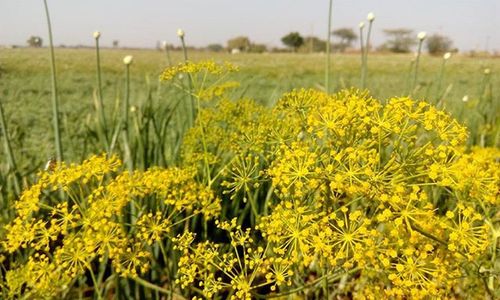 Yellow flowers growing in field
