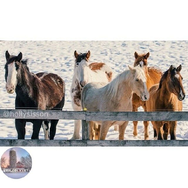 animal themes, water, domestic animals, mammal, clear sky, sea, horse, livestock, nature, copy space, two animals, medium group of animals, standing, day, herbivorous, three animals, outdoors, beach, tranquility, no people