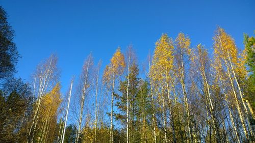 Low angle view of trees against blue sky