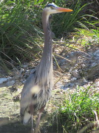 View of a bird on land