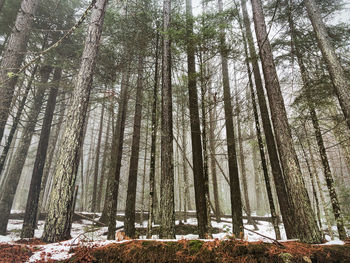 Low angle view of trees in forest during winter