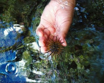 Cropped hand holding wildflower over sea