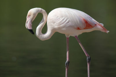 Close-up of a falmingo