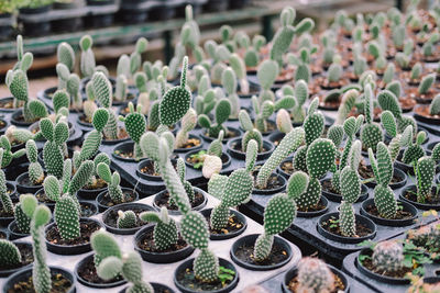 Growing succulent cactus plant in pot. cactus plantation in farm