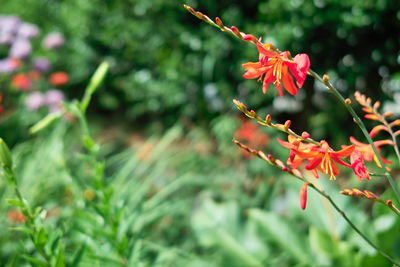 Close-up of red flowering plant