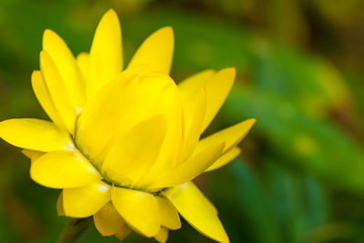 Close-up of yellow flower