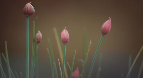 Close-up of pink tulips