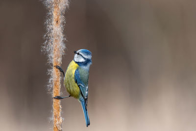 Close-up of bird perching on branch