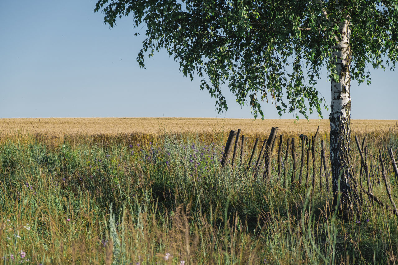 SCENIC VIEW OF FARM AGAINST SKY