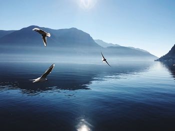 Bird flying over sea against sky