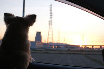 Dog looking through car window