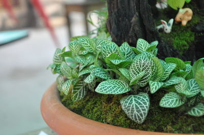 Close-up of succulent plant