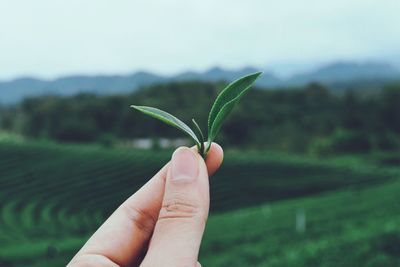 Cropped image of hand holding leaf