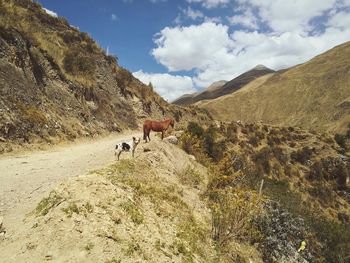 Cows on landscape against sky