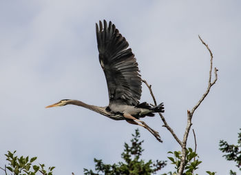 Low angle view of a bird flying