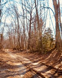 View of bare trees in forest