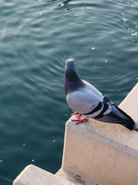 High angle view of bird perching on wood in lake