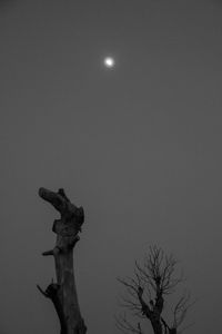 Low angle view of tree against sky at night