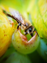 Close-up of bee on yellow flower