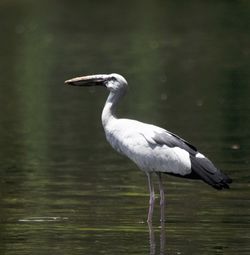 Side view of a bird in lake