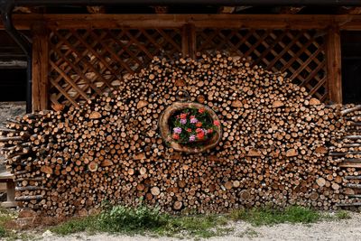 Stack of logs in forest