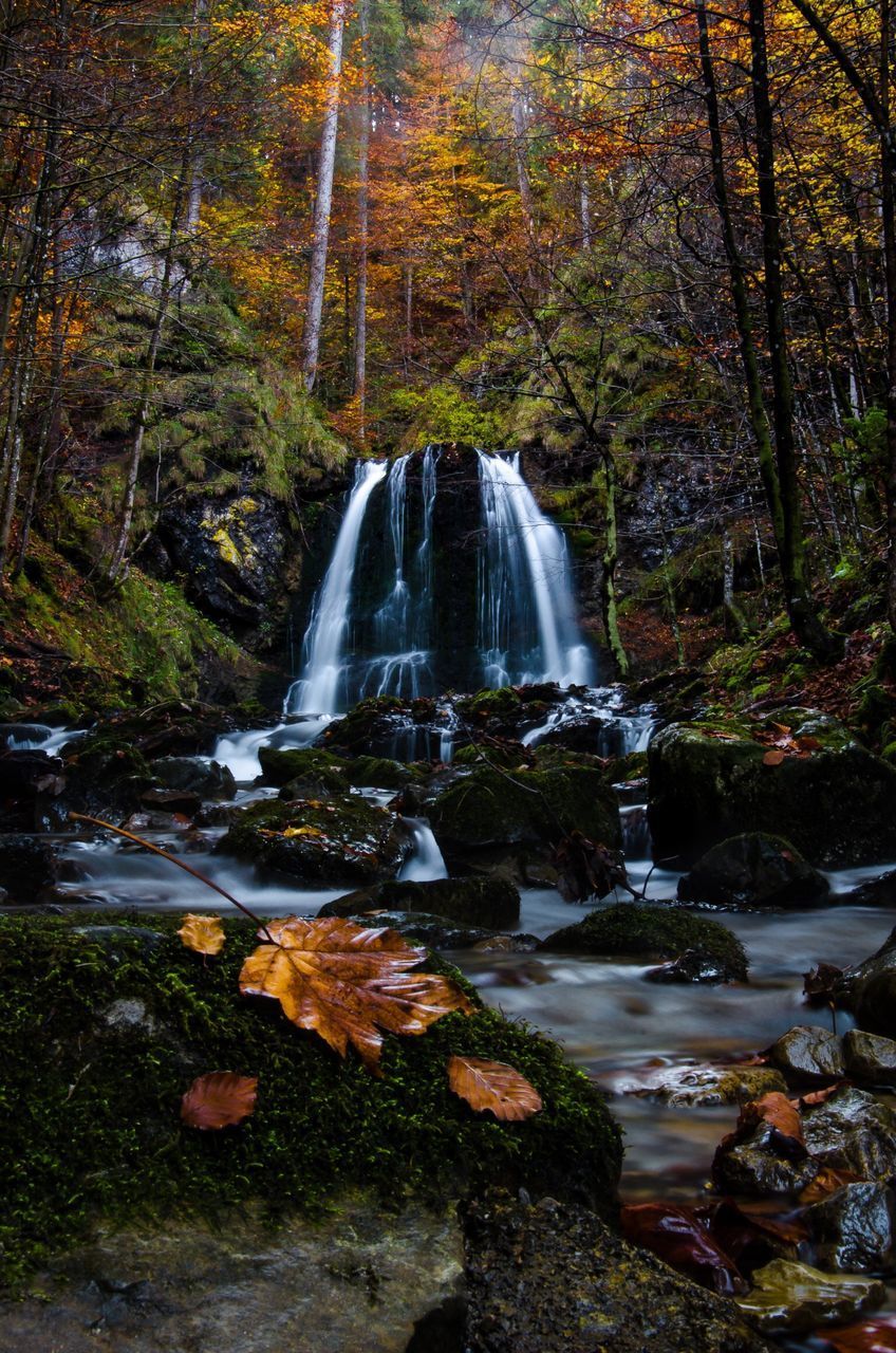 SCENIC VIEW OF WATERFALL IN FOREST