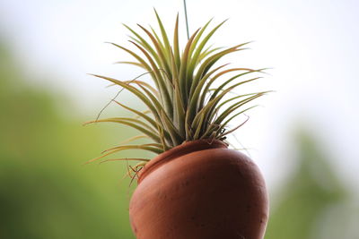 Close-up of fresh fruit plant