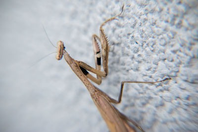 Close-up of insect